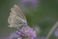 Lampides boeticus feeding from pink flower Royalty Free Stock Photo