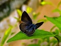 Lampides boeticus, the pea blue, or long-tailed blue, is a small butterfly that belongs to the lycaenids or gossamer-winged Royalty Free Stock Photo