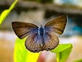 Lampides boeticus, the pea blue, or long-tailed blue, is a small butterfly that belongs to the lycaenids or gossamer-winged