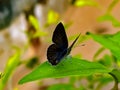 Lampides boeticus, the pea blue, or long-tailed blue, is a small butterfly that belongs to the lycaenids or gossamer-winged Royalty Free Stock Photo