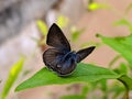 Lampides boeticus, the pea blue, or long-tailed blue, is a small butterfly that belongs to the lycaenids or gossamer-winged Royalty Free Stock Photo