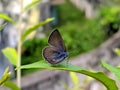 Lampides boeticus, the peablue, or long-tailed blue, is a small butterfly that belongs to the lycaenids or gossamer-winged