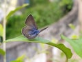 Lampides boeticus, the peablue, or long-tailed blue, is a small butterfly that belongs to the lycaenids or gossamer-winged Royalty Free Stock Photo