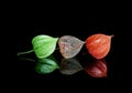 Lampion Fruits in three growth stages Royalty Free Stock Photo
