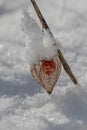Physalis alkekengi, bladder cherry, covered with snow Royalty Free Stock Photo