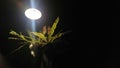 Lamppost above the leaf