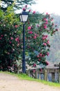 Lamppost and garden