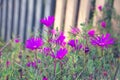 Lampranthus - Aizoaceae from the Ice Plant Family with purple fl