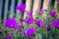 Lampranthus - Aizoaceae from the Ice Plant Family with purple fl