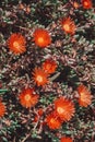 Lampranthus, a genus of succulent plants in the family Aizoaceae.