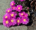 Lampranthus - magenta flowers with succulent leaves, hardy ice plant genus in the family Aizoaceae, flowering