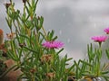 Lampranthus productus