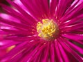 Lampranthus spectabilis Royalty Free Stock Photo