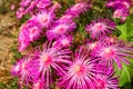 Lampranthus spectabilis flowering flower plant herb nature natural detail close up