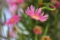 Lampranthus Zeyheri Iceplant flower