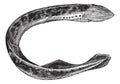 Lamprey of america Petromyzon Americanus or Sea lamprey vintage engraving