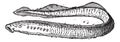 Lamprey or lamprey eels, vintage engraving