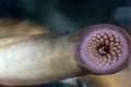 lamprey mouth stuck in the glass of an aquarium