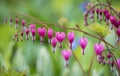 Lamprocapnos spectabilis ,bleeding hear Royalty Free Stock Photo