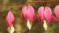Lamprocapnos spectabilis, bleeding heart, Asian bleeding-heart, Dicentra spectabilis. Pink heart-shaped spring garden flower Royalty Free Stock Photo