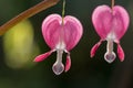 Lamprocapnos spectabilis flower macro shot Royalty Free Stock Photo