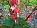 Lamprocapnos spectabilis Valentine red version of bleeding heart flower Royalty Free Stock Photo