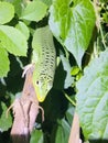 Lamprolepis smaragdina emerald tree skink Royalty Free Stock Photo