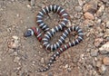 Lampropeltis multifasciata Coast Mountain Kingsnake