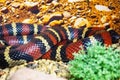 Lampropeltis triangulum elapsoides writhing body with stripes