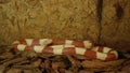 Lampropeltis Triangulum Nelsoni var. `Albino` snake in zoo cage