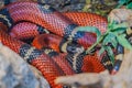 Lampropeltis triangulum sinaloae, also known as Sinaloan milk snake. This non-venomous colubrid snake is known for its