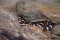 Lampropeltis triangulum sinaloe in the zoo Royalty Free Stock Photo