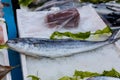 Lampuga fish at market