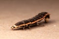 Lampyridae Firefly larvae - young beetle insect Royalty Free Stock Photo