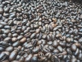 Lanang Coffee bean roasted medium to dark