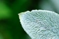 Lanate Lamb's Ear Leaf Close-Up Royalty Free Stock Photo