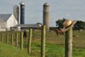 Lancaster Amish farm with straw hat