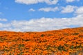 Lancaster, Ca / April 12, 2019 - Admiring the golden poppies in full bloom covering the hillsides in the Antelope Valley with brig Royalty Free Stock Photo