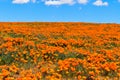 Lancaster, Ca / April 12, 2019 - Admiring the golden poppies in full bloom covering the hillsides in the Antelope Valley with brig Royalty Free Stock Photo