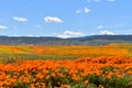 Lancaster, Ca / April 12, 2019 - Admiring the golden poppies in full bloom covering the hillsides in the Antelope Valley with brig Royalty Free Stock Photo