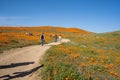 Lancaster, California - March 24, 2019: Crowds of tourists at Antelope Valley Poppy Fields trails as the crowds descend on the