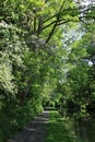 Lancaster canal towpath and glade of trees