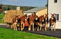 Lancaster County, PA: Amish Farmer with Donkeys