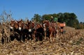 Lancaster County, PA: Amish Farmer with Donkeys