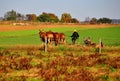 Lancaster County, PA: Amish Farmer Tilling Field