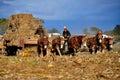 Lancaster County, PA; Amish Farmers Baling Corn Stalks