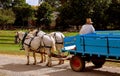 Lancaster, PA: Wagon Driver with White Horses