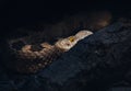A deadly Lance-Headed Viper lying in wait Royalty Free Stock Photo
