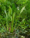 Lance leaf Arrowhead - Sagittaria lancifolia - is commonly found in freshwater marshes and swamps and along streams, ponds, and