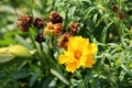 Lance-leaved coreopsis or Coreopsis lanceolata perennial plants with fully open blooming bright yellow flower next to partially